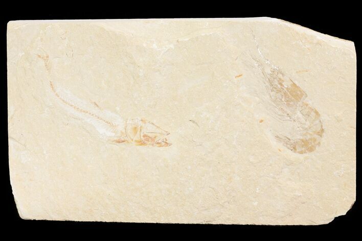 Cretaceous Fossil Shrimp & Fish (Davichthys) - Lebanon #74544